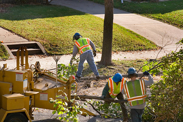 Harvard, NE Tree Care Services Company